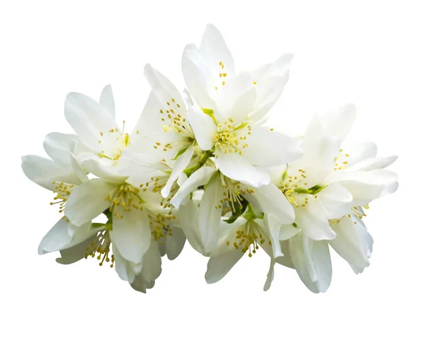 Flores de jasmim. jasmim flores de primavera. Jasmim. ramo de jasm — Fotografia de Stock