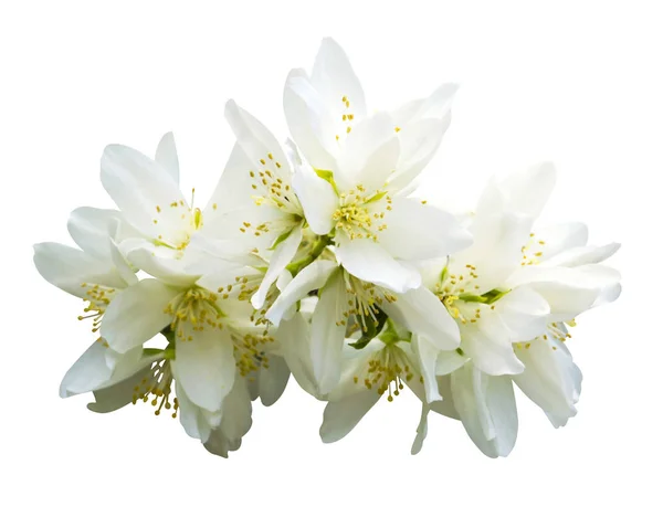 Jasmine flowers. jasmine spring flowers. Jasmine. branch of jasm — Stock Photo, Image