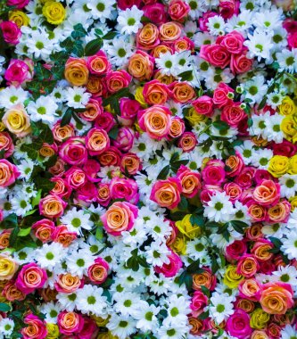 Gül ve kasımpatı çiçekli arka plan. güller 