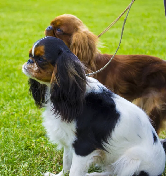 Cavalier King Charles Spaniel. Retrato do cavaleiro Rei Carlos — Fotografia de Stock