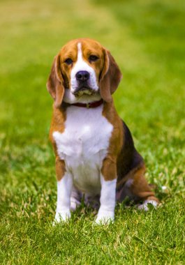 Beagle köpek yeşil çim üzerinde. Köpek beagle. Beagle köpek