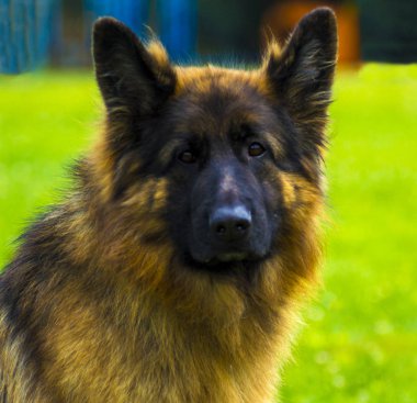 Alman çoban köpeği. Köpek Alman çoban bir güzel bahar günde