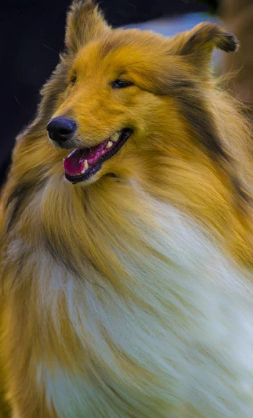 Collie. Collie le chien. Le collie est un type distinctif d'élevage — Photo