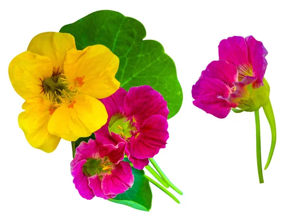 Řeřicha. Nasturtium květiny. Nasturtium květiny izolované na w — Stock fotografie