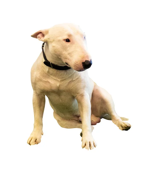 Bellissimo bull-terrier isolato su uno sfondo bianco — Foto Stock