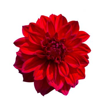 Kırmızı Dahlia çiçeği. Güzel Dahlia Çiçeği