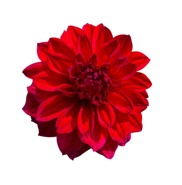 Kırmızı Dahlia çiçeği. Güzel Dahlia Çiçeği