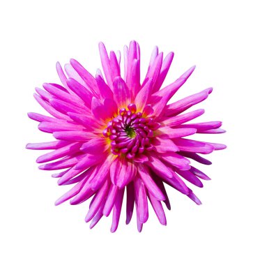 Güzel pembe dahlia Dahlia. Dahlia çiçeği