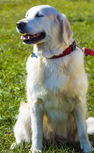 Labrador. Smiling labrador dog. Labrador dog outdoors