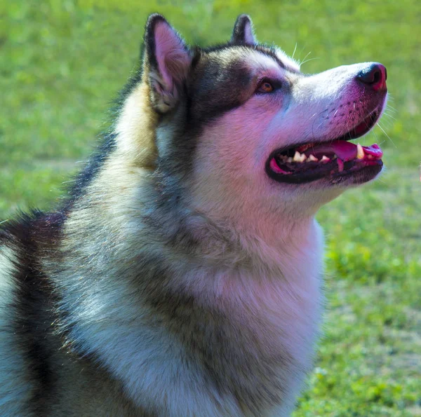 頭のハスキー犬。ハスキー犬の品種です。ペットの犬の肖像画。お気に入り — ストック写真