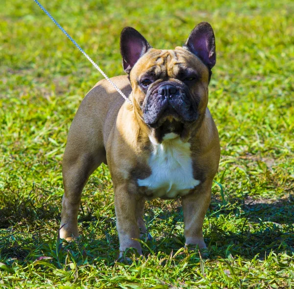 Bulldog perro. El perro raza bulldog . —  Fotos de Stock
