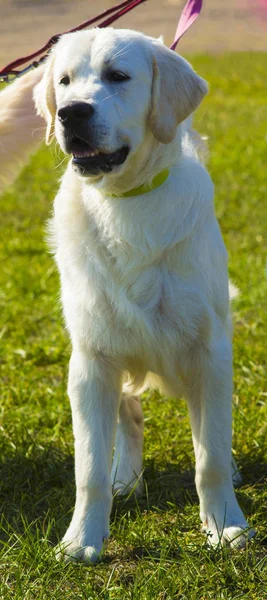 Labrador. Mosolygó kutya labrador. Labrador kutya szabadban — Stock Fotó