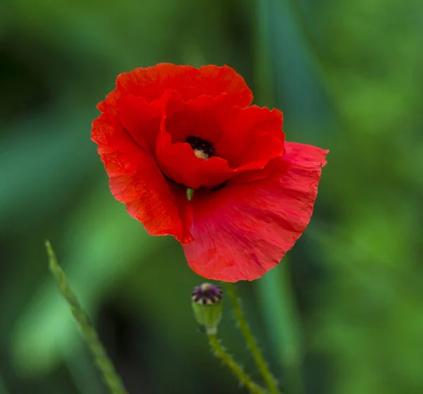 Coquelicot Pavot Rouge Quelques Coquelicots Sur Champ Vert Dans Journée — Photo