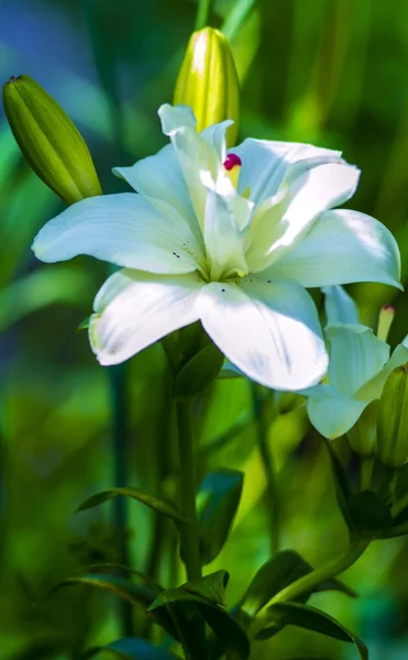 百合花 圣母百合 白百合 百合在白花上 白花瓣 百合在篱笆上 美丽的白花 百合花白色 — 图库照片