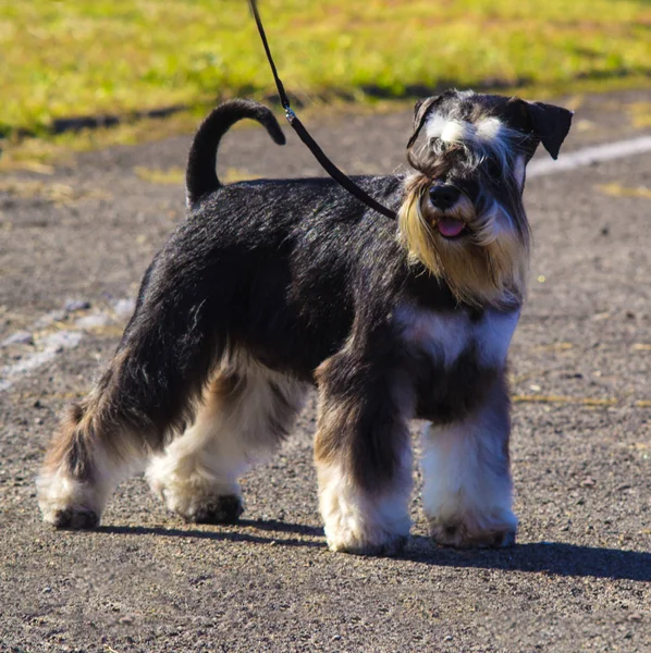 雪纳瑞狗。年轻的微型 schnauze 的肖像 — 图库照片