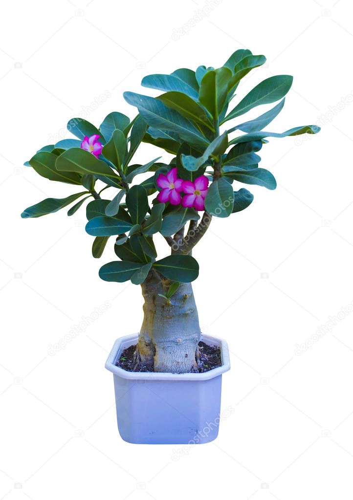 Adenium. Adenium flower. Desert Rose. tree adenium on black pot 