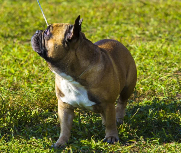 Bulldog perro. El perro raza bulldog . —  Fotos de Stock