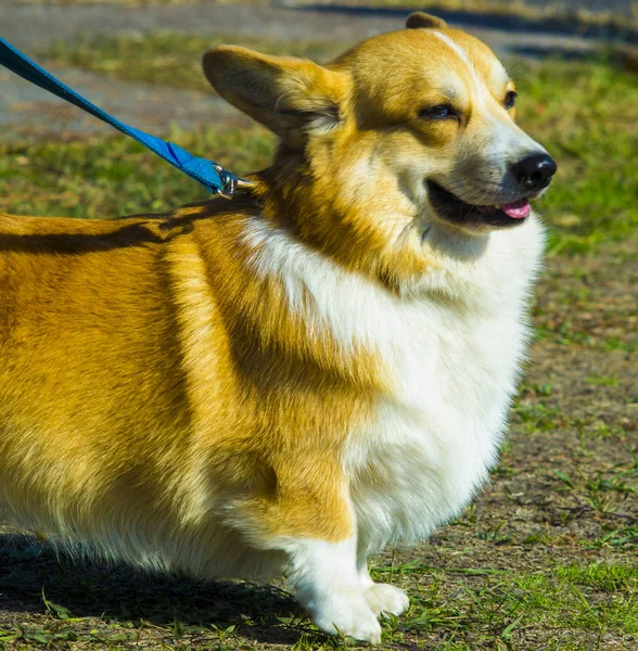 Corgi köpek çim üzerinde oturuyor. Corgi köpek. Pembroke Welsh Co