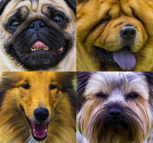 Dogs. Portraits of dogs — Stock Photo, Image