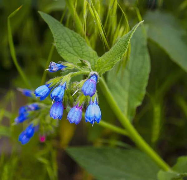 Comfrey. Comfrey (Symphytum officinale) flowers of a used in org — Stock Photo, Image