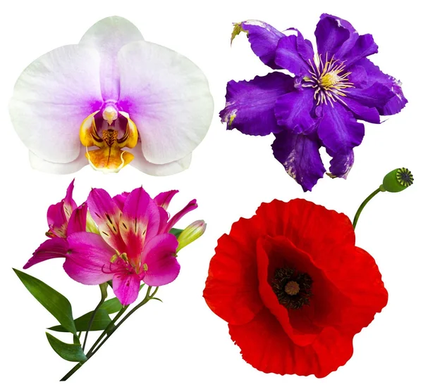 Collezione di fiori. Orchidee. Papaveri. bouquet di fiori. Alstro — Foto Stock
