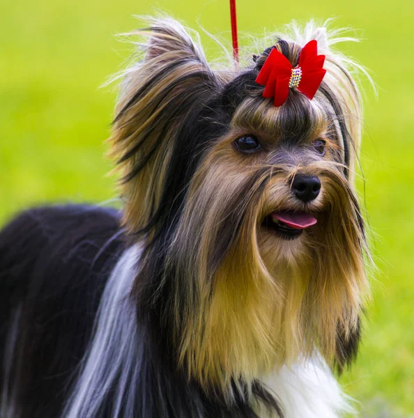 Yorkshire Terrier. Yorkshire terrier jogando no parque no — Fotografia de Stock