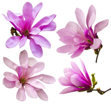 birkaç Manolya çiçek dekorasyon. pembe Manolya çiçek izole