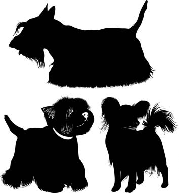 Batı dağlık beyaz korkunç. Köpekler. Papillon köpek. İskoç korkunç. 