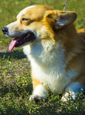 Corgi köpek çim üzerinde oturuyor. Corgi köpek. Pembroke Welsh Corg. Köpek Galce Corgi açık havada poz.