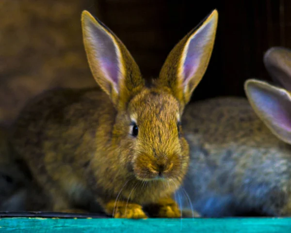 Кролики. Кролик в клетке или комоде. Разведение кроликов c — стоковое фото
