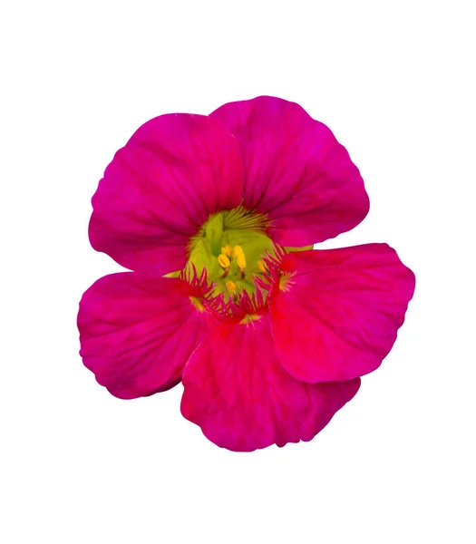 Nasturtium. Nasturtium flowers. Nasturtium flowers isolated on w — Stock Photo, Image