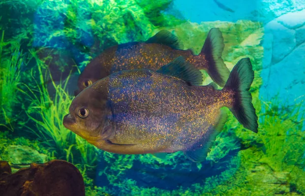 Piranha Nahaufnahme Aquarium. Piranha-Fische aus nächster Nähe — Stockfoto