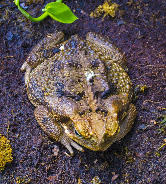 Toad frog in spring. Many frogs are found — Stock Photo, Image