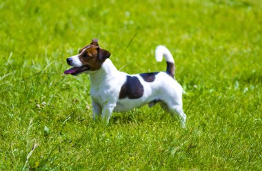 Jack Russell Terrier Köpeği