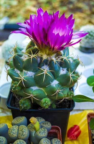 Kaktus kwitnienia. Kwiaty różowe Kaktus — Zdjęcie stockowe