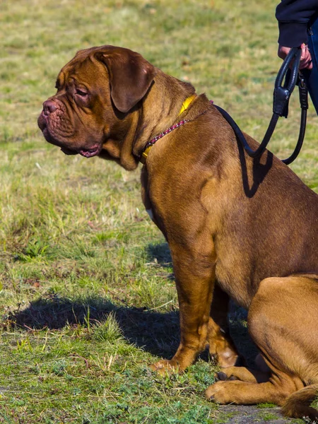 Dogue de Bordeaux. mastín francés —  Fotos de Stock