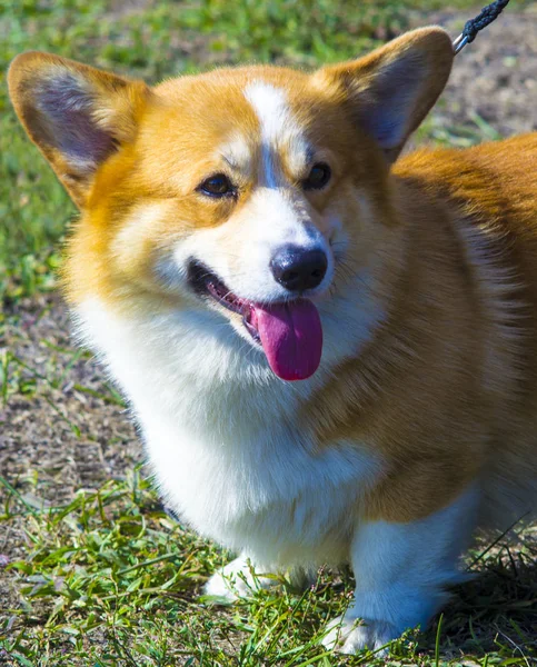 Corgi hond. Pembroke Welsh Corg. Hond Welsh Corgi poseren buitenshuis. — Stockfoto