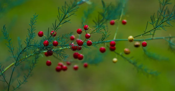 Szparagi Czerwone Jagody Asparagus Densiflorus — Zdjęcie stockowe