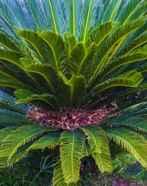Cycas-Baum. grüne Pflanze der Cycas-Palme — Stockfoto