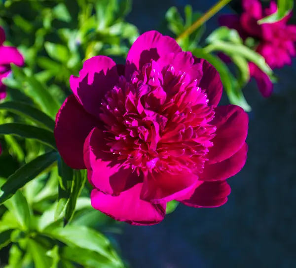 Пионы Цветы Пионы Цветущий Куст Розового Пиона — стоковое фото