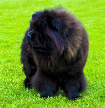 köpek chow chow. Parkta güzel köpek uyumak. Kahverengi arkadaş