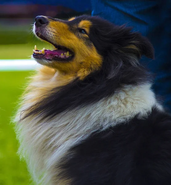 Hond collie. De collie is een kenmerkende soort herding hond, inc — Stockfoto