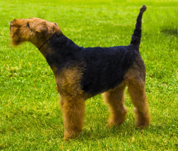 Airedale Terrier Hund. Porträt eines netten Airedale Terriers im Garten — Stockfoto