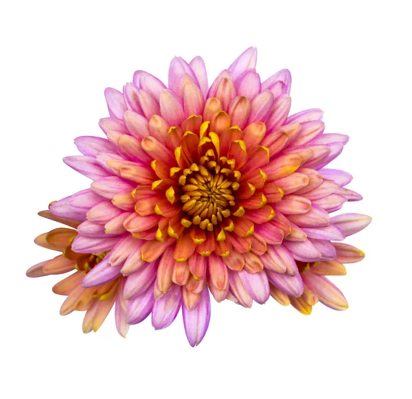 Beautiful pink dahlia Dahlia. Dahlia flower. Dahlias isolated on