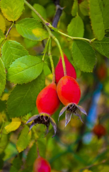 Pies rose owoców. Red rose hip berry — Zdjęcie stockowe