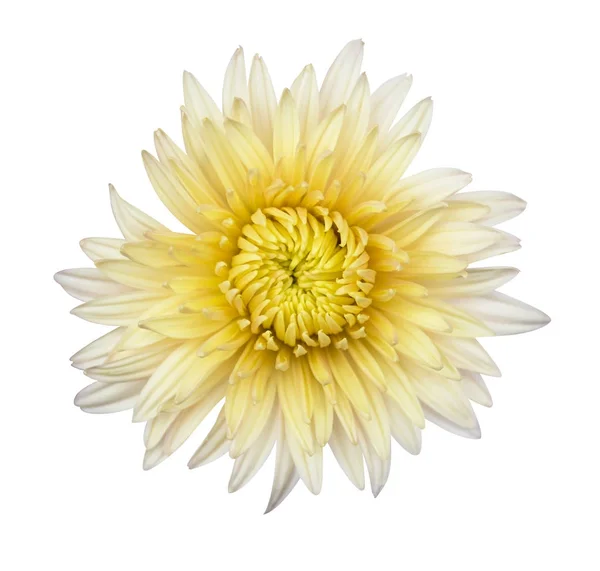 Όμορφη λευκή Ντάλια dahlia. Ντάλια είναι ένα λουλούδι. Isola ντάλιες — Φωτογραφία Αρχείου