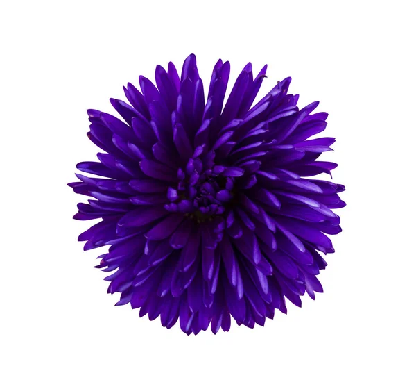 Chrysanthemums ungu. Indah krisan terisolasi pada putih — Stok Foto