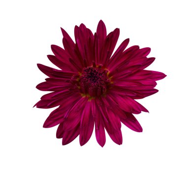 Güzel kırmızı dahlia. Dahlia. Beyaz backgro izole dahlias