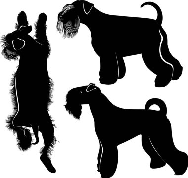 minyatür schnauzer. Minyatür Schnauzer köpek. Beyaz arka plan üzerinde izole