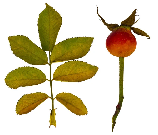 Rosas de cão. Nave-rosa. cão rosa flor. Um ramo de uma floração selvagem — Fotografia de Stock